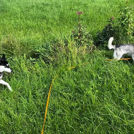 Husky-hof