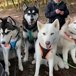 Husky-hof *