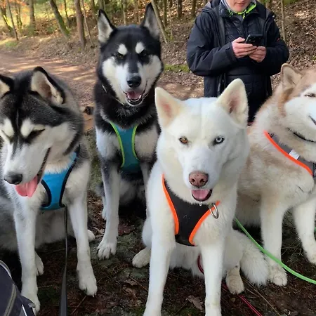 Husky-hof *